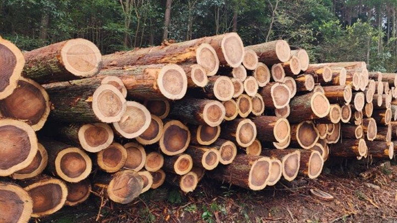Sugi Tree logs